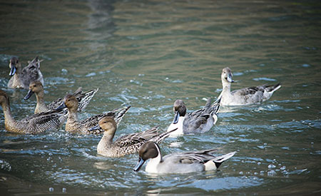 ȫ�ԄӼ�ˎ�b����ô�����B(y��ng)���Uˮ��COD�����D�ģ�